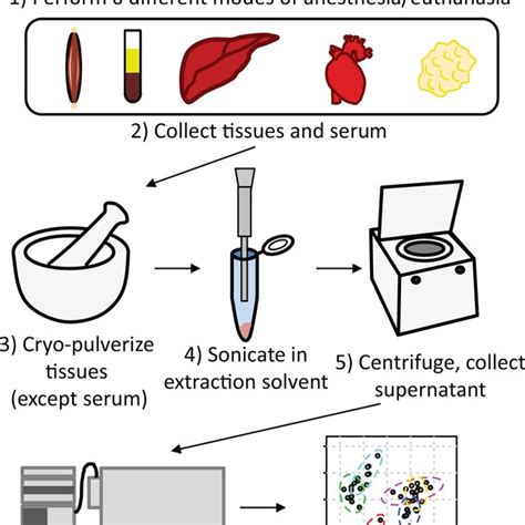 lv puncture as method of euthanasia mice|anesthesia for euthanasia in mice.